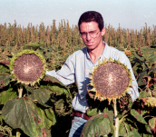 Intervenimos en las primeras exportaciones orgánicas de lino, girasol confitero, trigo sarraceno y amaranto.